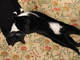 a17576-sparky having a snooze.JPG